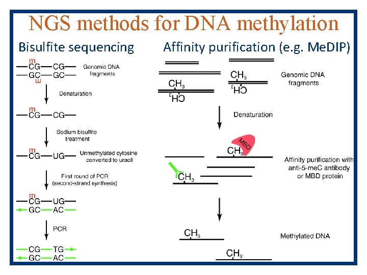 NGS methods for DNA methylation Bisulfite sequencing Affinity purification (e. g. Me. DIP) 