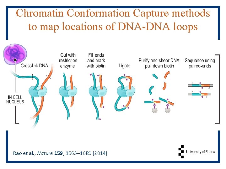 Chromatin Conformation Capture methods to map locations of DNA-DNA loops Rao et al. ,