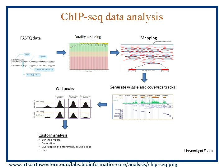 Ch. IP-seq data analysis www. utsouthwestern. edu/labs. bioinformatics-core/analysis/chip-seq. png 