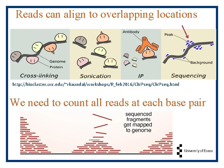 Reads can align to overlapping locations http: //biocluster. ucr. edu/~rkaundal/workshops/R_feb 2016/Ch. IPseq. html We