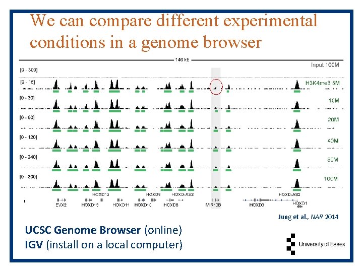 We can compare different experimental conditions in a genome browser Jung et al. ,