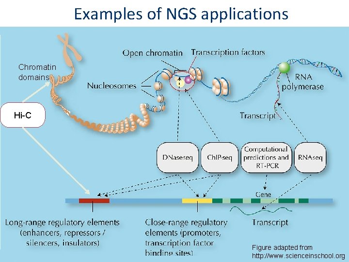 Examples of NGS applications Chromatin domains Hi-C Figure adapted from http: //www. scienceinschool. org