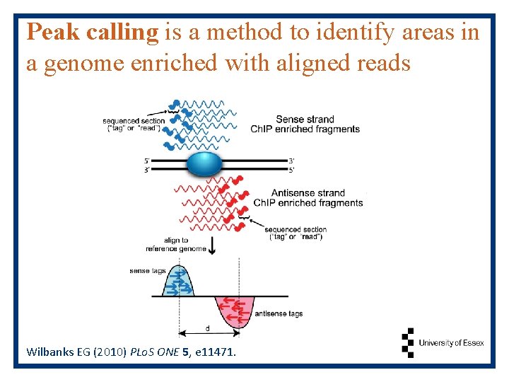 Peak calling is a method to identify areas in a genome enriched with aligned