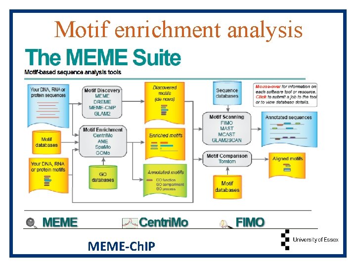 Motif enrichment analysis MEME-Ch. IP 