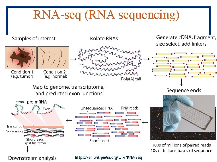 RNA-seq (RNA sequencing) https: //en. wikipedia. org/wiki/RNA-Seq 
