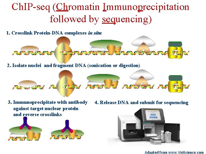 Ch. IP-seq (Chromatin Immunoprecipitation followed by sequencing) 1. Crosslink Protein-DNA complexes in situ 2.