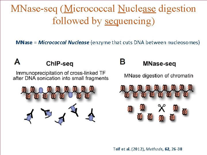 MNase-seq (Micrococcal Nuclease digestion followed by sequencing) MNase = Micrococcal Nuclease (enzyme that cuts