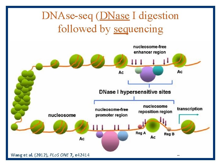 DNAse-seq (DNase I digestion followed by sequencing Wang et al. (2012), PLo. S ONE