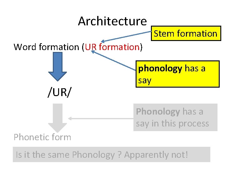 Architecture Stem formation Word formation (UR formation) /UR/ phonology has a say Phonology has