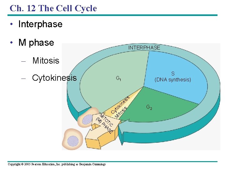 Ch. 12 The Cell Cycle • Interphase • M phase INTERPHASE – Mitosis –