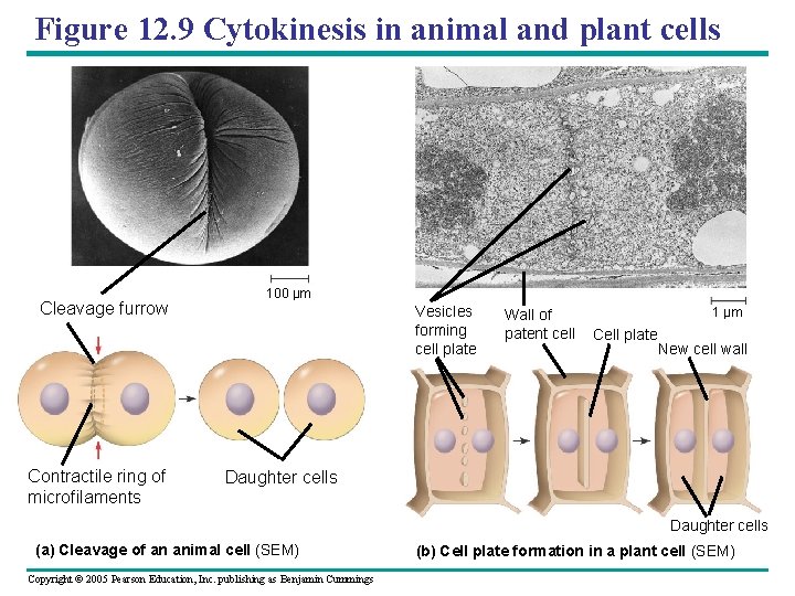 Figure 12. 9 Cytokinesis in animal and plant cells Cleavage furrow Contractile ring of
