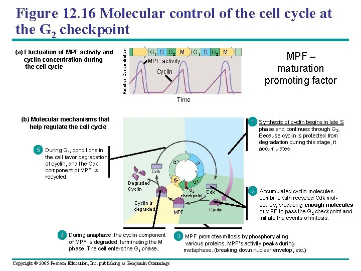 (a) Fluctuation of MPF activity and cyclin concentration during the cell cycle Relative Concentration