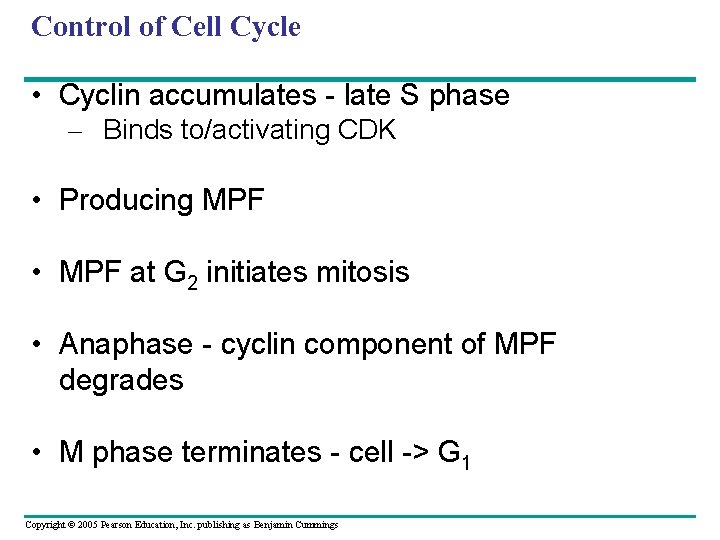 Control of Cell Cycle • Cyclin accumulates - late S phase – Binds to/activating