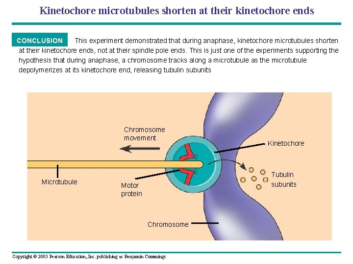 Kinetochore microtubules shorten at their kinetochore ends CONCLUSION This experiment demonstrated that during anaphase,
