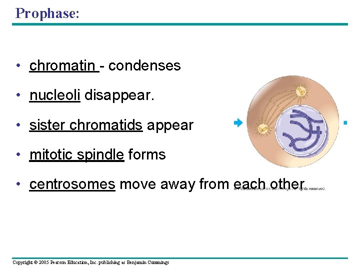 Prophase: • chromatin - condenses • nucleoli disappear. • sister chromatids appear • mitotic