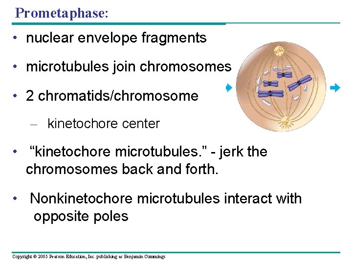 Prometaphase: • nuclear envelope fragments • microtubules join chromosomes • 2 chromatids/chromosome – kinetochore