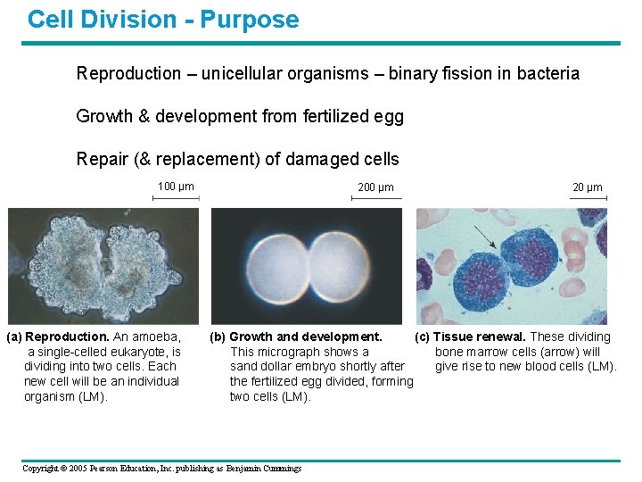 Cell Division - Purpose Reproduction – unicellular organisms – binary fission in bacteria Growth