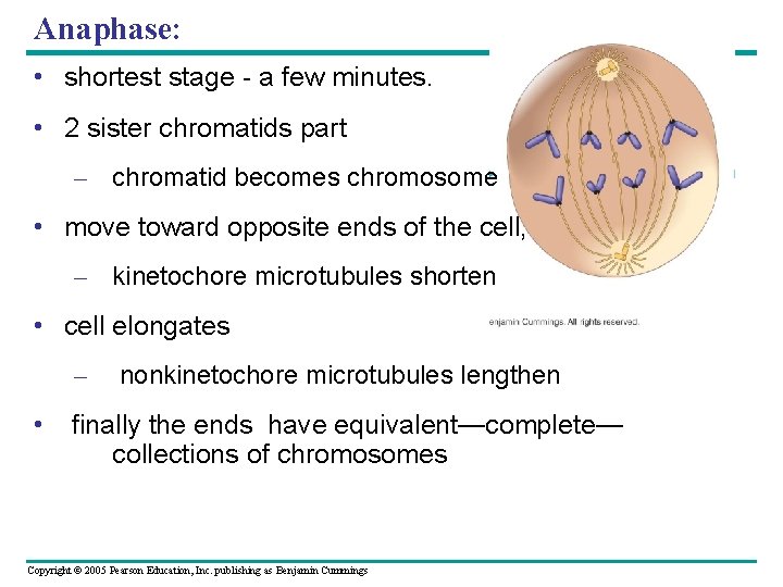 Anaphase: • shortest stage - a few minutes. • 2 sister chromatids part –
