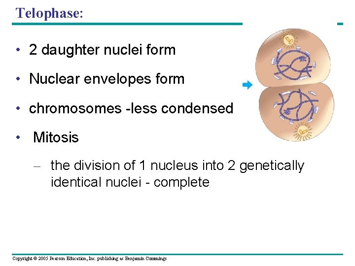 Telophase: • 2 daughter nuclei form • Nuclear envelopes form • chromosomes -less condensed