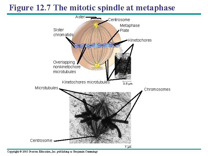 Figure 12. 7 The mitotic spindle at metaphase Aster Sister chromatids Centrosome Metaphase Plate