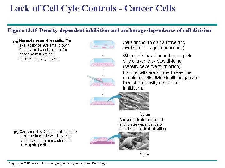 Lack of Cell Cyle Controls - Cancer Cells Figure 12. 18 Density-dependent inhibition and