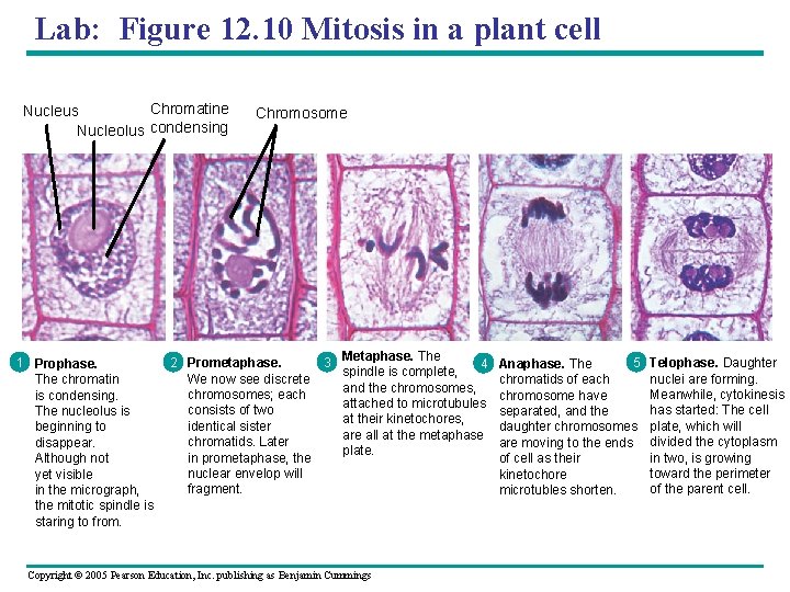 Lab: Figure 12. 10 Mitosis in a plant cell Chromatine Nucleus Nucleolus condensing 1