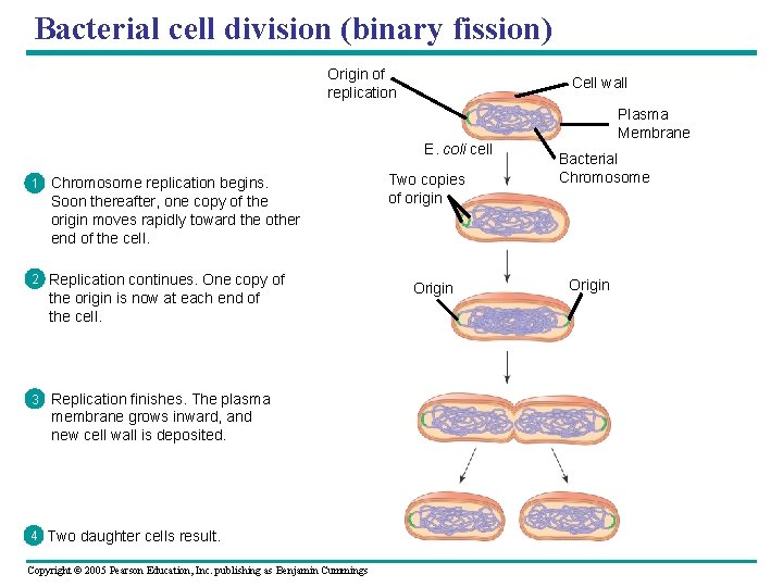 Bacterial cell division (binary fission) Origin of replication Cell wall E. coli cell 1