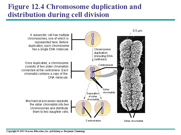 Figure 12. 4 Chromosome duplication and distribution during cell division 0. 5 µm A
