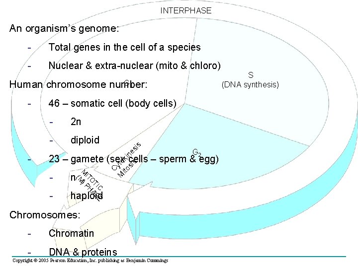 INTERPHASE An organism’s genome: - Total genes in the cell of a species -