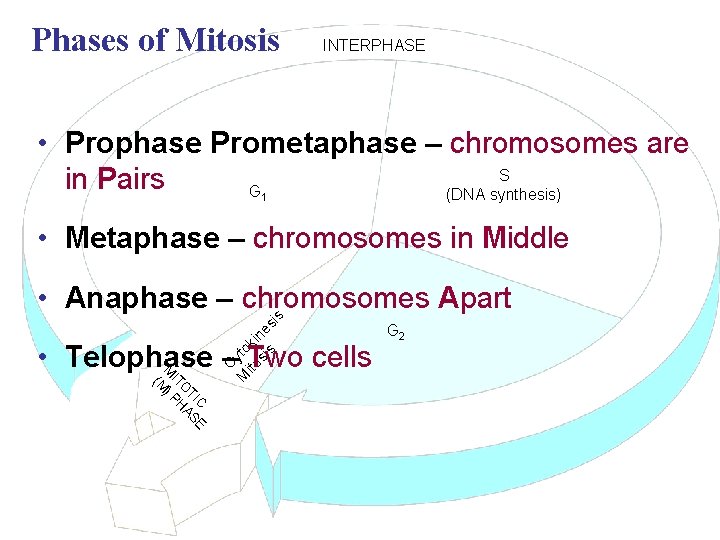 Phases of Mitosis INTERPHASE • Prophase Prometaphase – chromosomes are S in Pairs G