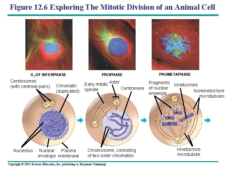 Figure 12. 6 Exploring The Mitotic Division of an Animal Cell G 2 OF