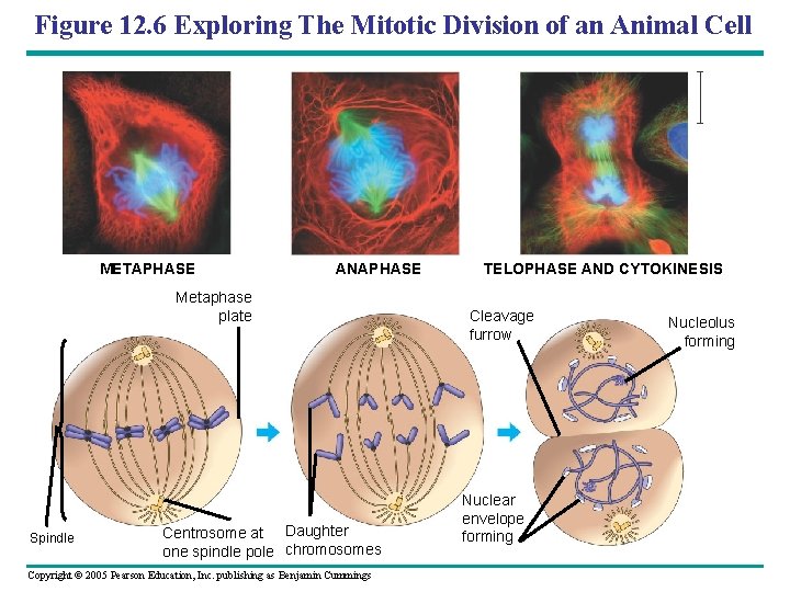 Figure 12. 6 Exploring The Mitotic Division of an Animal Cell METAPHASE ANAPHASE Metaphase