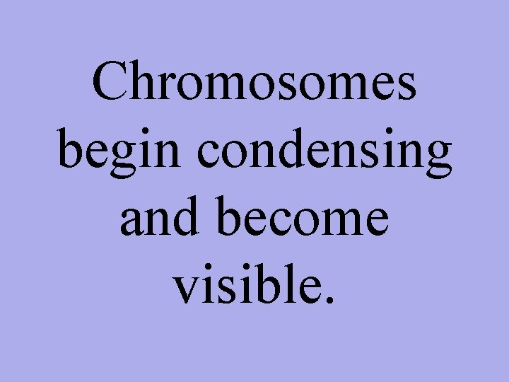 Chromosomes begin condensing and become visible. 