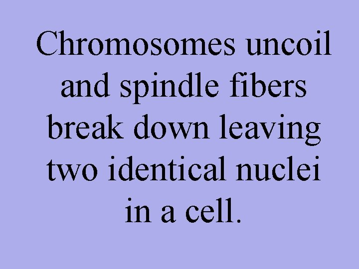 Chromosomes uncoil and spindle fibers break down leaving two identical nuclei in a cell.