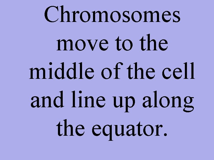 Chromosomes move to the middle of the cell and line up along the equator.