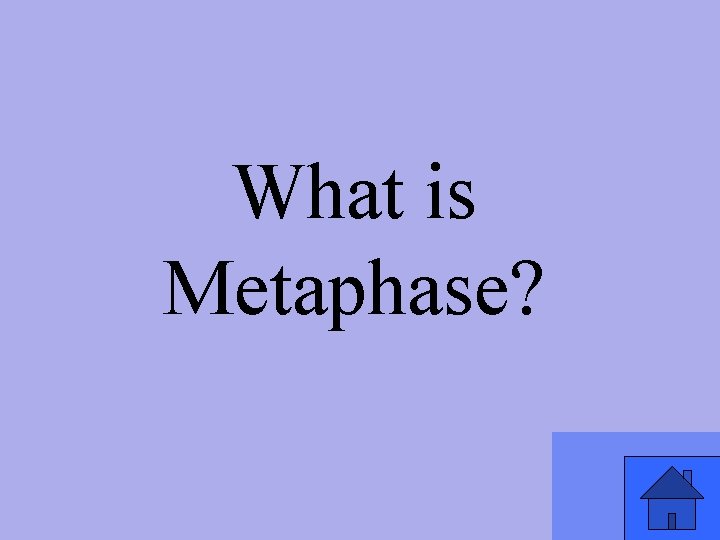 What is Metaphase? 