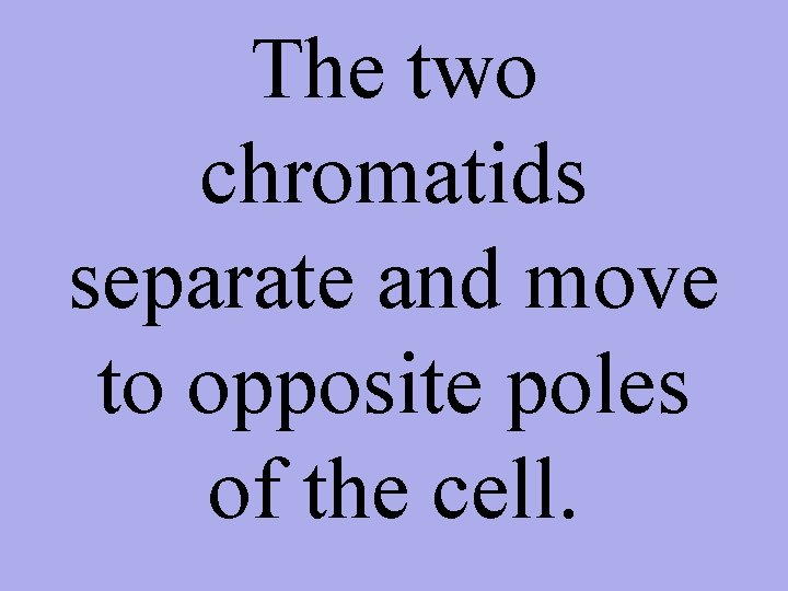 The two chromatids separate and move to opposite poles of the cell. 