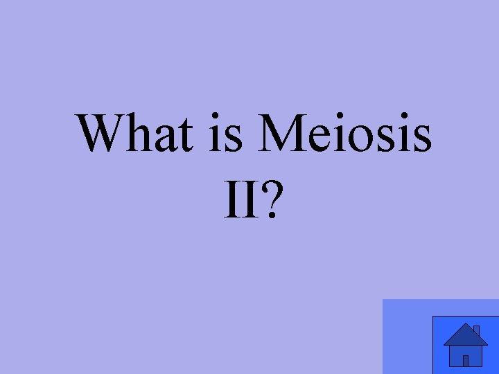 What is Meiosis II? 