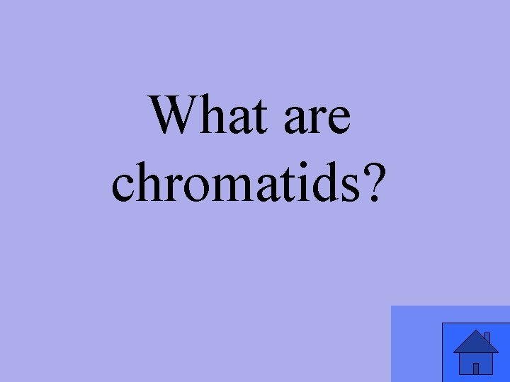 What are chromatids? 