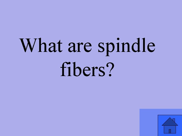 What are spindle fibers? 