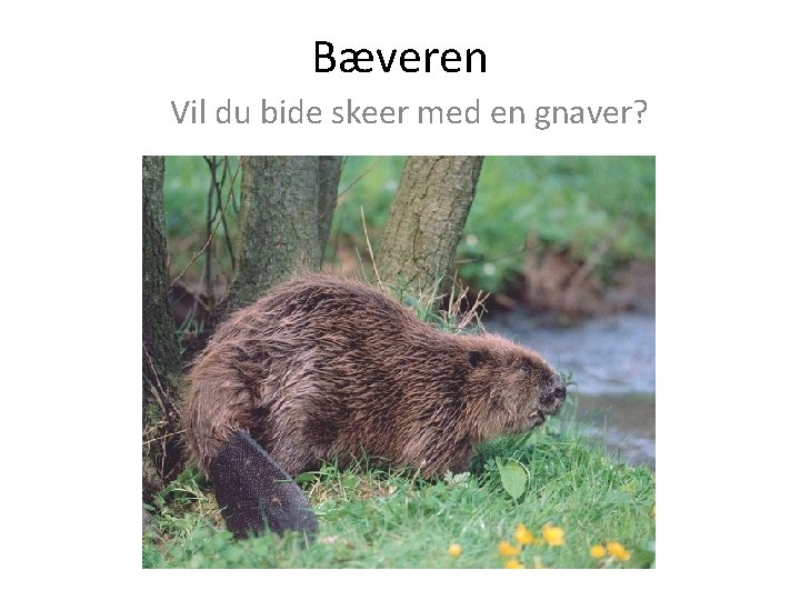 Bæveren Vil du bide skeer med en gnaver? 