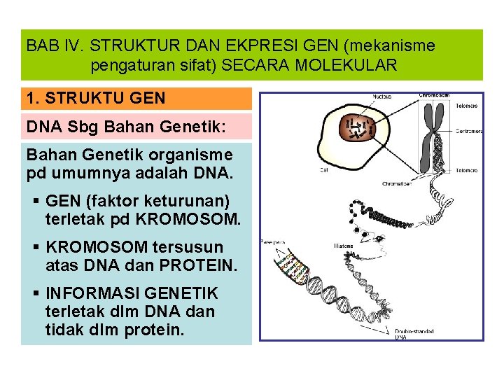 BAB IV. STRUKTUR DAN EKPRESI GEN (mekanisme pengaturan sifat) SECARA MOLEKULAR 1. STRUKTU GEN