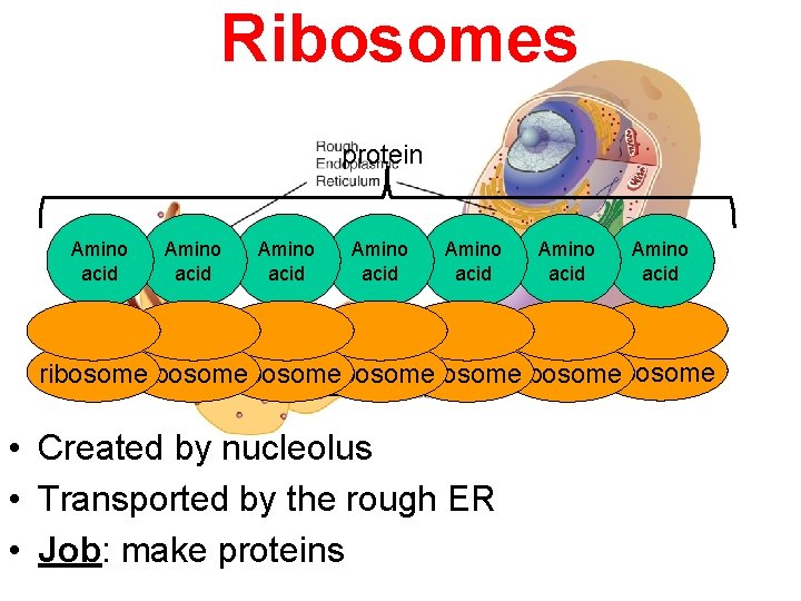 Ribosomes protein Amino acid Amino acid ribosomeribosome ribosome • Created by nucleolus • Transported