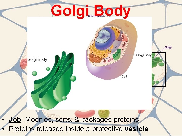 Golgi Body • Job: Modifies, sorts, & packages proteins • Proteins released inside a