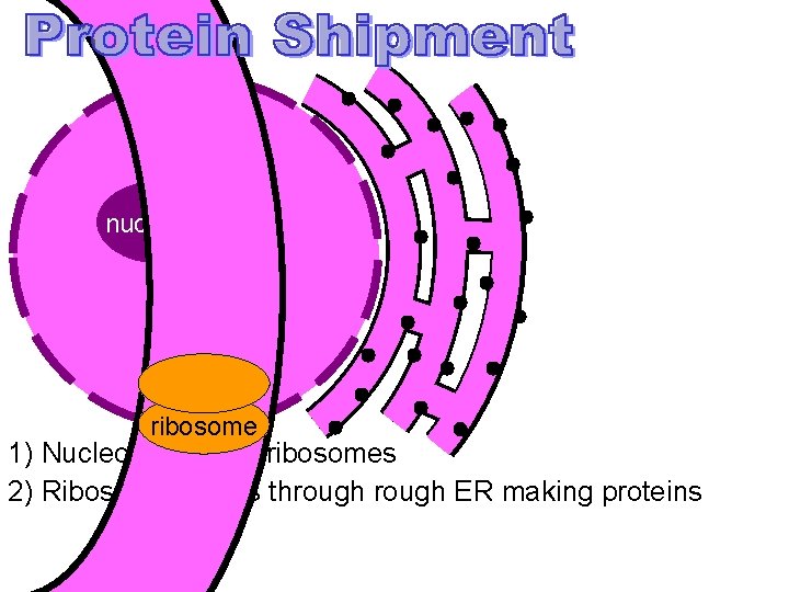 vesicle nucleolus Nucleus protein ribosome 1) Nucleolus makes ribosomes 2) Ribosome travels through ER