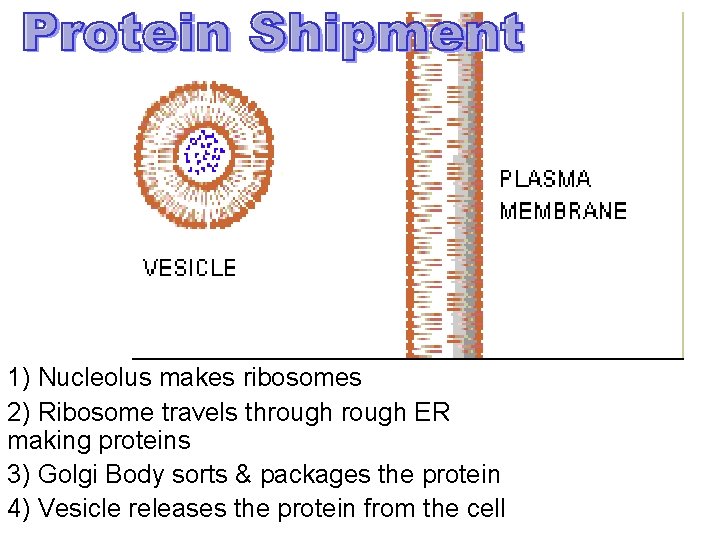 1) Nucleolus makes ribosomes 2) Ribosome travels through ER making proteins 3) Golgi Body