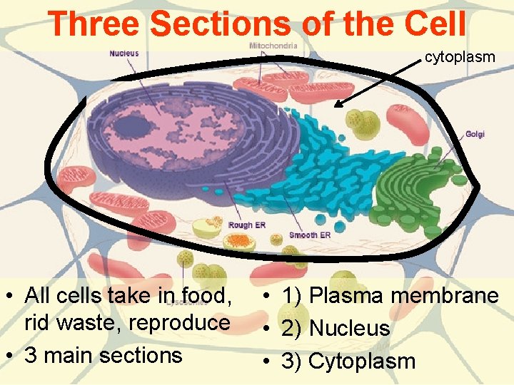 Three Sections of the Cell cytoplasm • All cells take in food, rid waste,