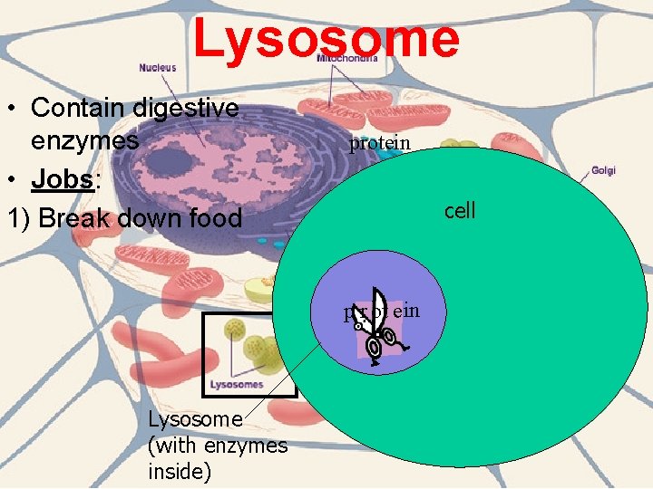 Lysosome • Contain digestive enzymes • Jobs: 1) Break down food protein cell p