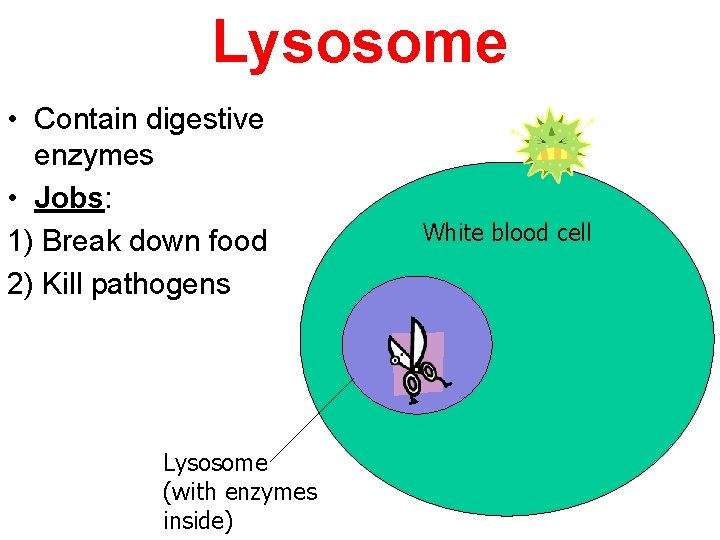 Lysosome • Contain digestive enzymes • Jobs: 1) Break down food 2) Kill pathogens