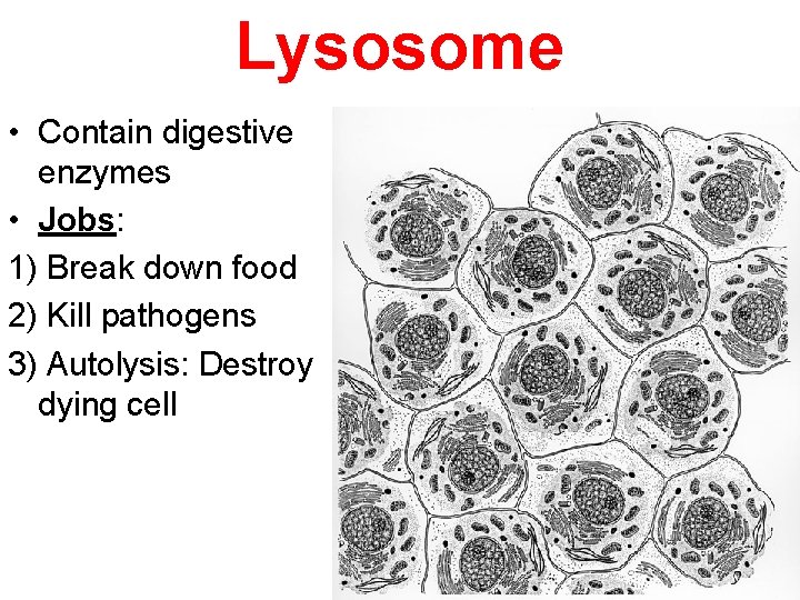 Lysosome • Contain digestive enzymes • Jobs: 1) Break down food 2) Kill pathogens